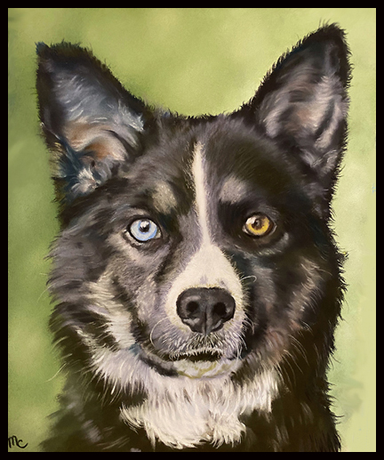 Portrait of pooch with different colored eyes